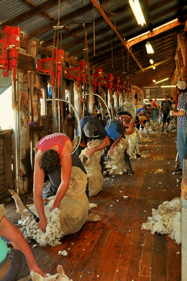 Steam Plains Shearing 022739  © Claire Parks Photography